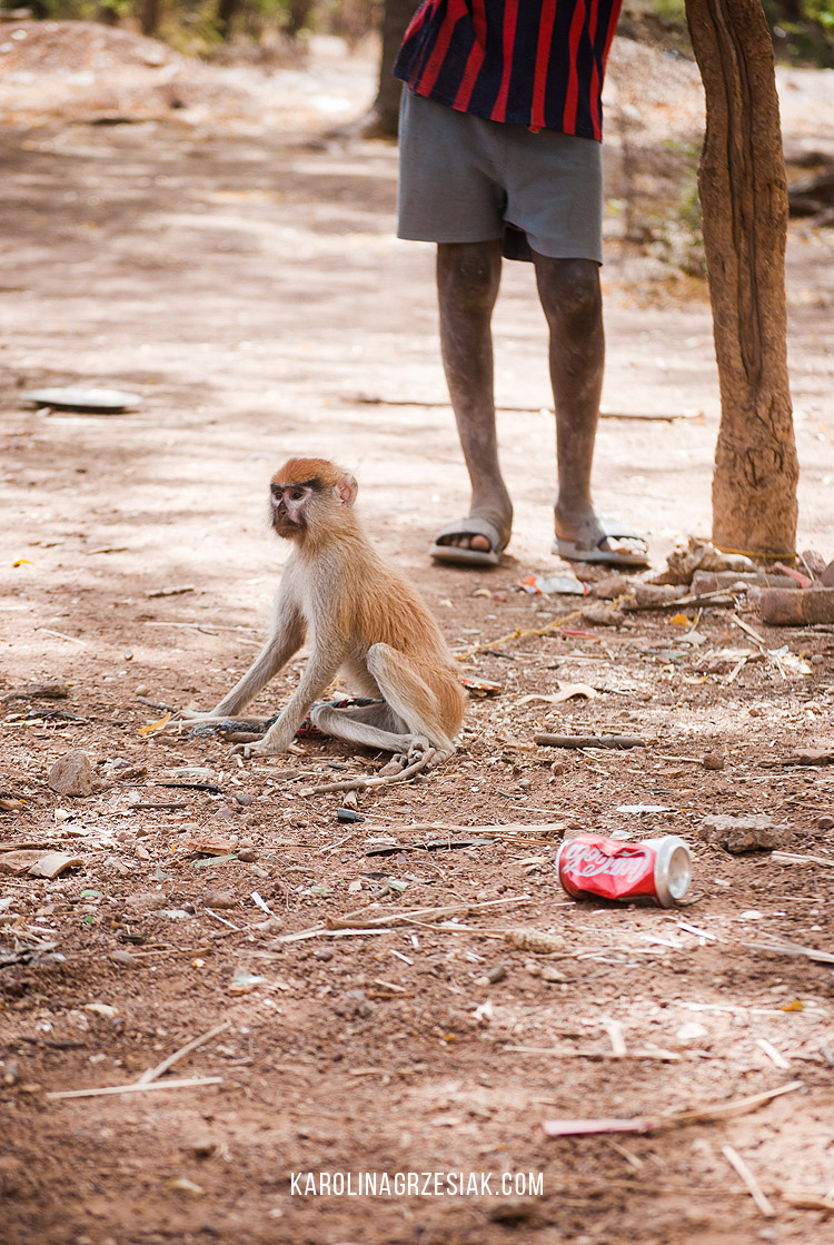 monkey Burkina faso